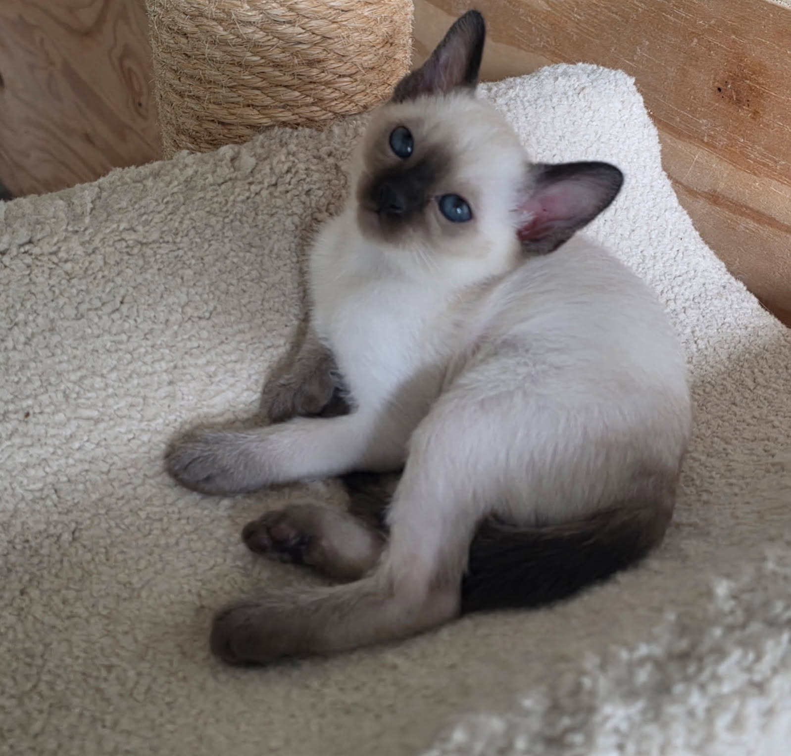 Natural Point Female Kitten